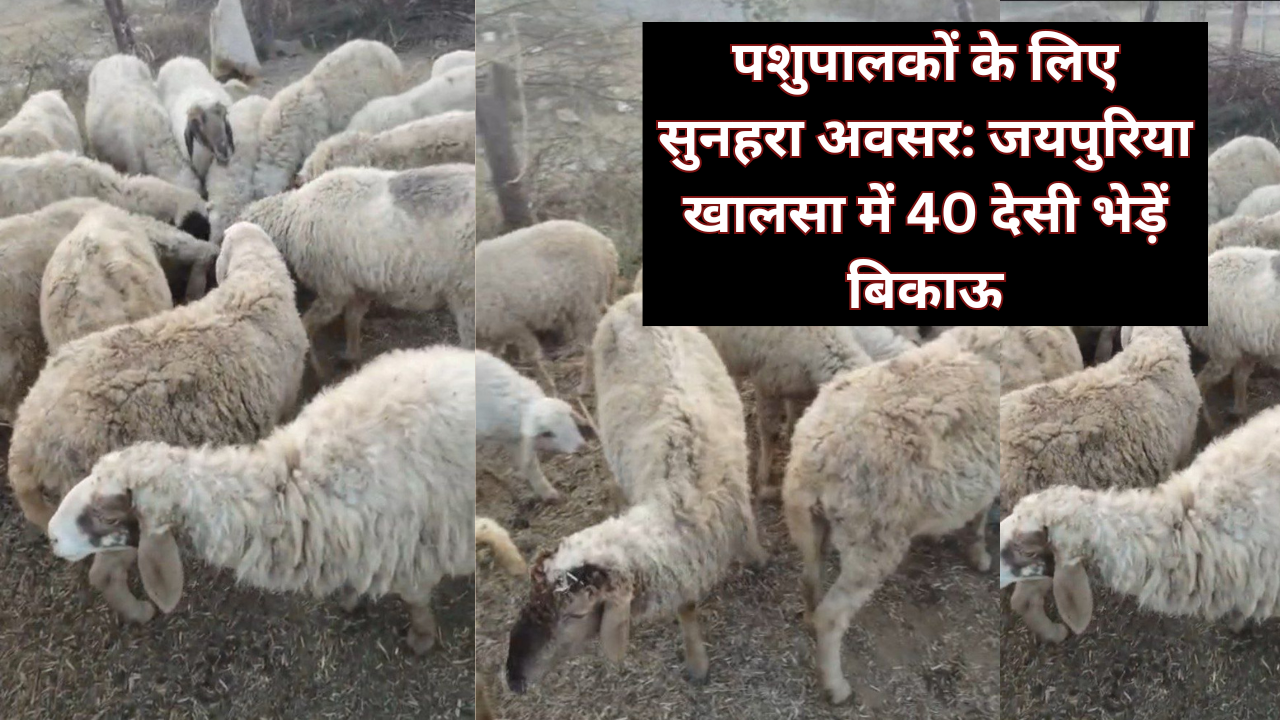 पशुपालकों के लिए सुनहरा अवसर: जयपुरिया खालसा में 40 देसी भेड़ें बिकाऊ